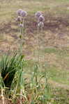 Broadleaf wild leek